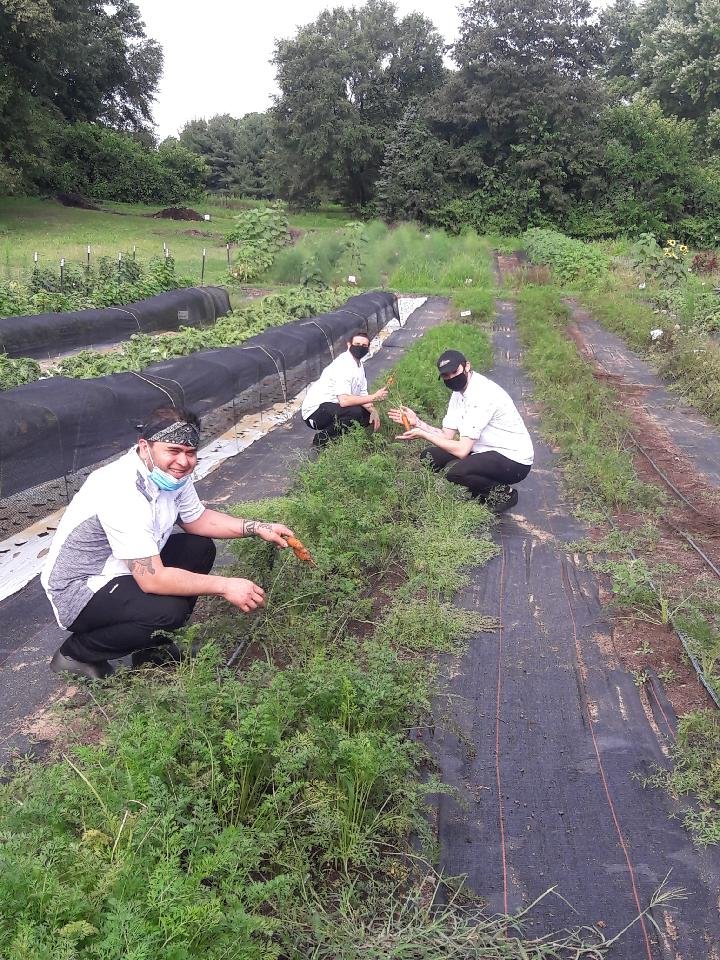 Pulling carrots on the farm the kitchen buys from