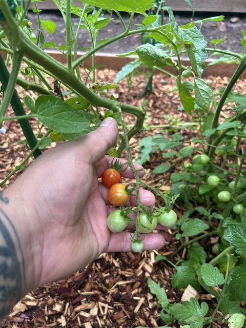 Cherry tomatoes picked by hand, still on the vine