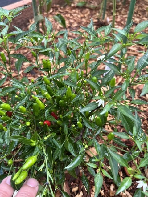 Chillies ripening on the plant