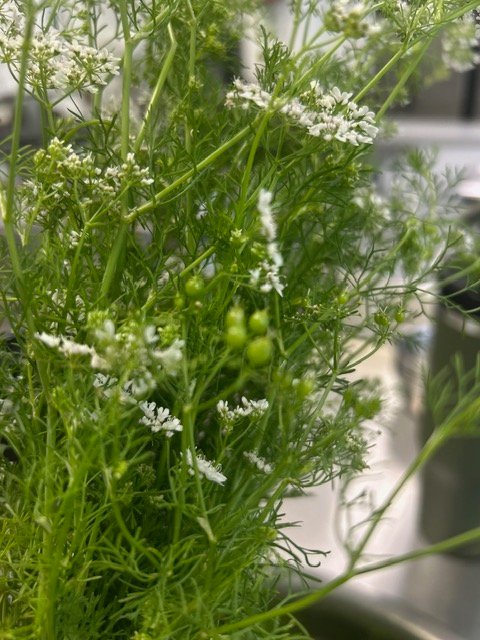 Coriander gone to flower