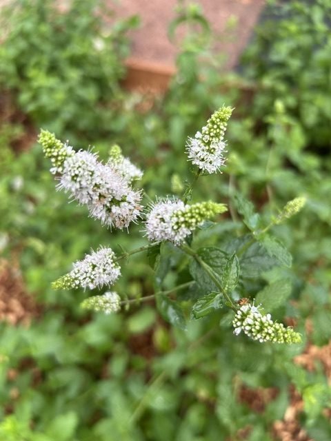 Mint flowering in the bed