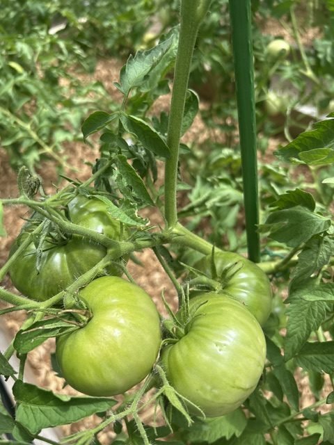 Tomatoes still green on the vine